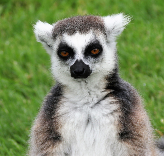 Lemur Orbi