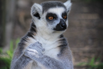 Lemuren sind uns Menschen so ähnlich
