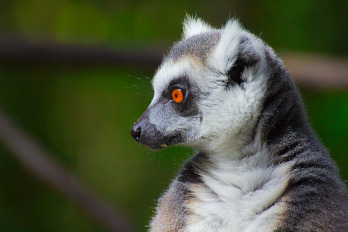 Lemur Arnthor ein schöner Klang