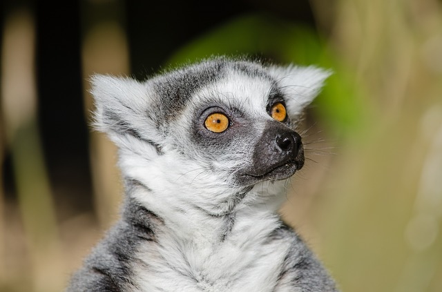 berührter Lemure Karaktaschan